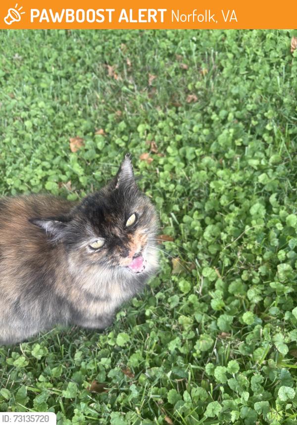 Found/Stray Female Cat last seen near the family dollar on bayview, Norfolk, VA 23503