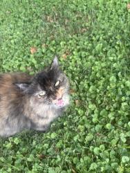 Found/Stray Female Cat last seen near the family dollar on bayview, Norfolk, VA 23503