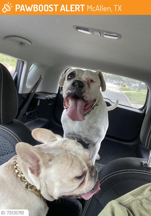 Found/Stray Unknown Dog last seen Near N 23rd St McAllen, TX 78501 United States, McAllen, TX 78501