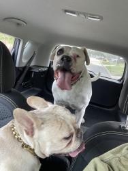 Found/Stray Unknown Dog last seen Near N 23rd St McAllen, TX 78501 United States, McAllen, TX 78501