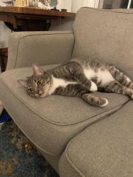 Reunited Male Cat last seen Townhouses ,estabrook park,Hampton rd,backyards and shaded areas, Whitefish Bay, WI 53217