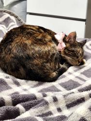 Lost Female Cat last seen Near SW 11th St Miami FL, 33135, Miami, FL 33135