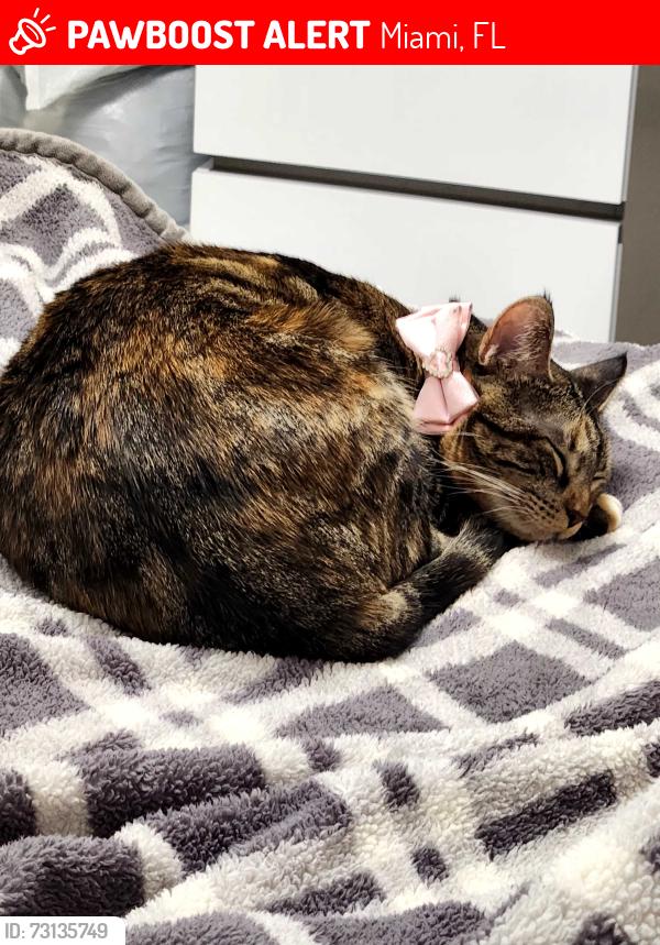 Lost Female Cat last seen Near SW 11th St Miami FL, 33135, Miami, FL 33135