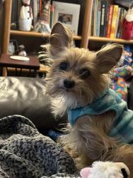 Reunited Male Dog last seen Buckhorn drive, Lexington, KY 40515