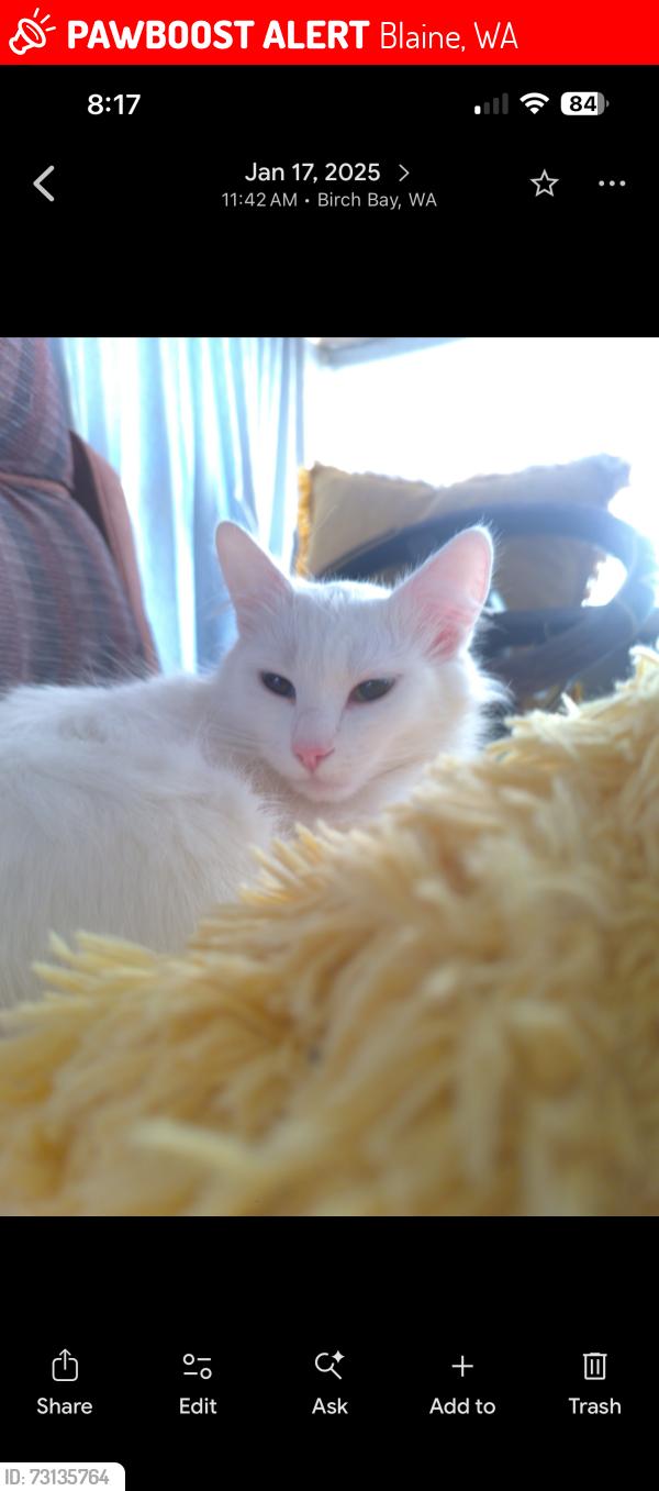 Lost Female Cat last seen Thousand trails, Blaine, WA 98230