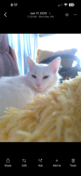 Lost Female Cat last seen Thousand trails, Blaine, WA 98230