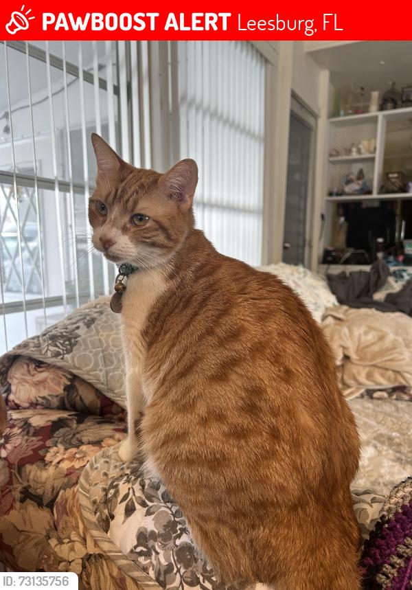 Lost Female Cat last seen Lee st and griffin rd Leesburg fl, Leesburg, FL 34748