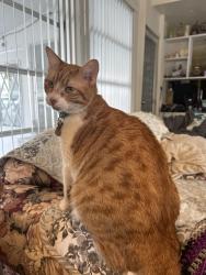 Lost Female Cat last seen Lee st and griffin rd Leesburg fl, Leesburg, FL 34748