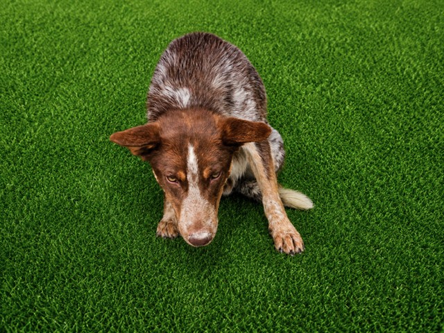 Shelter Stray Male Dog last seen , 5210 W Ave I, Lancaster, CA 93536, USA
