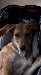 Found/Stray Male Dog last seen Lindeman lane off Nameless, Leander, TX 78641