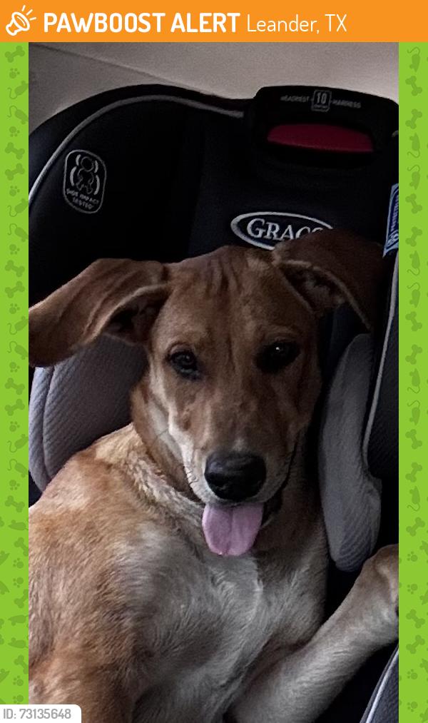 Found/Stray Male Dog last seen Lindeman lane off Nameless, Leander, TX 78641