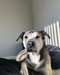 Lost Male Dog last seen Last seen by the dead end of the road, Deschutes County, OR 97701
