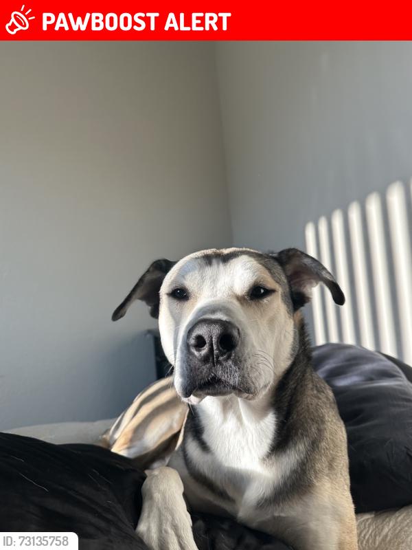 Lost Male Dog last seen Last seen by the dead end of the road, Deschutes County, OR 97701