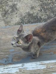 Found/Stray Unknown Cat last seen Hamtramck academy, Hamtramck, MI 48212