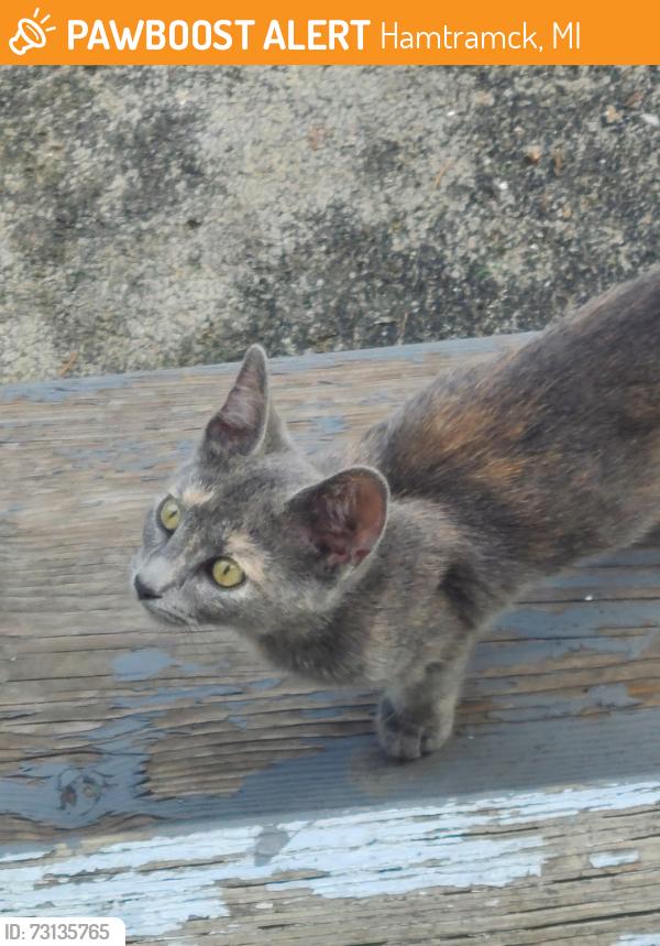 Found/Stray Unknown Cat last seen Hamtramck academy, Hamtramck, MI 48212