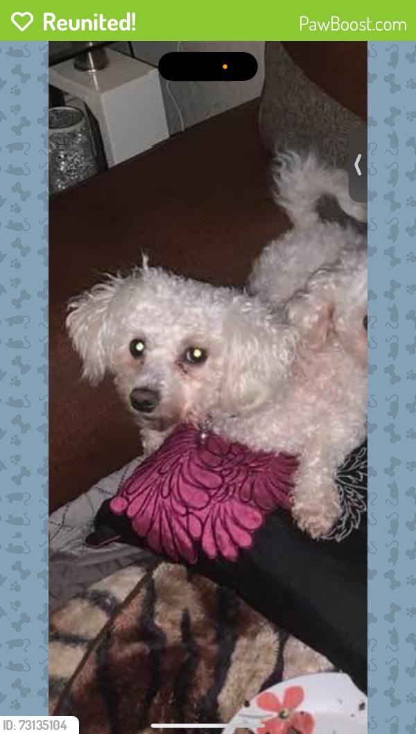 Reunited Female Dog last seen Monagh Road, Belfast, Northern Ireland 