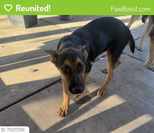 Reunited Male Dog last seen church/maple, Fresno, CA 93725