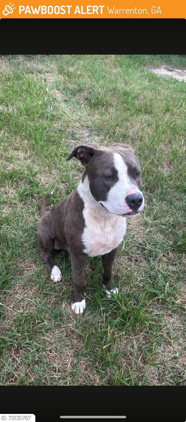 Found/Stray Male Dog last seen Gibson, GA, Warrenton, GA 30828