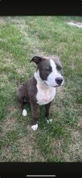 Found/Stray Male Dog last seen Gibson, GA, Warrenton, GA 30828