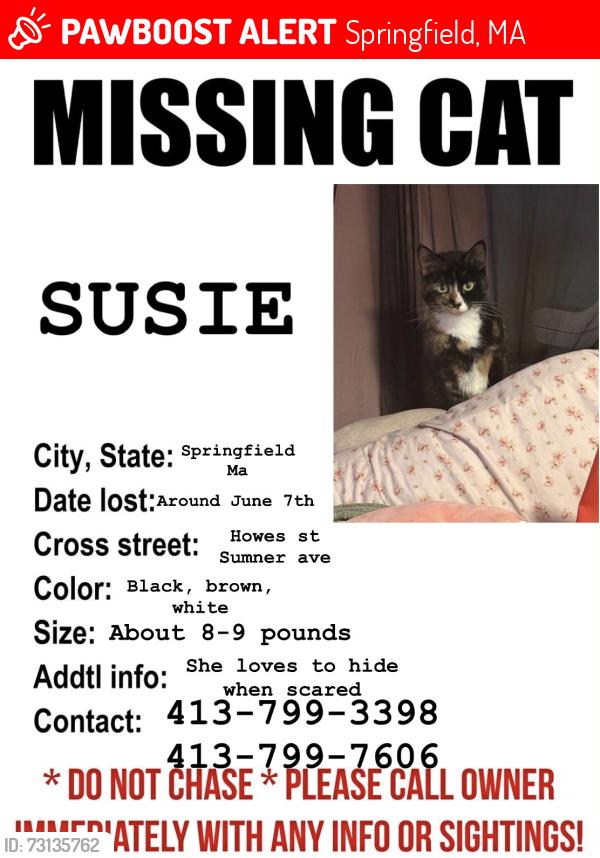 Lost Female Cat last seen Sumner ave, Springfield, MA 01118