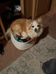 Reunited Male Dog last seen 21st and 22nd street, glen avenue, Merced, CA 95340