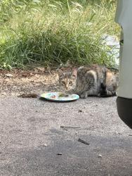 Found/Stray Unknown Cat last seen Sunset Circle, Derry, NH 03038