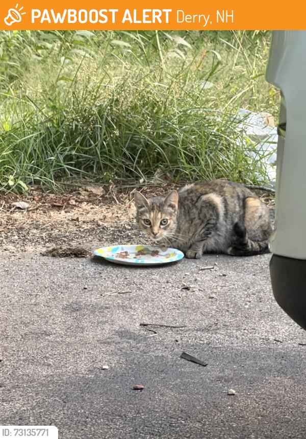 Found/Stray Unknown Cat last seen Sunset Circle, Derry, NH 03038