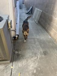 Found/Stray Male Dog last seen Carmenita and Artesia, Cerritos, CA 90703
