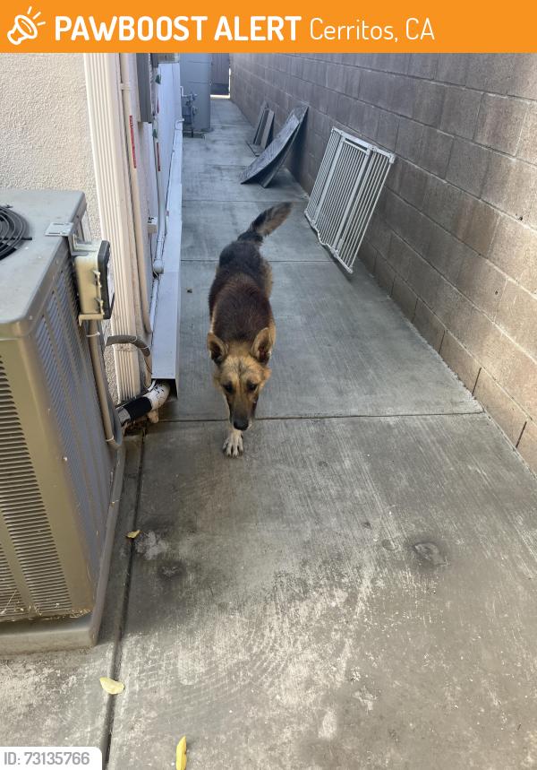 Found/Stray Male Dog last seen Carmenita and Artesia, Cerritos, CA 90703