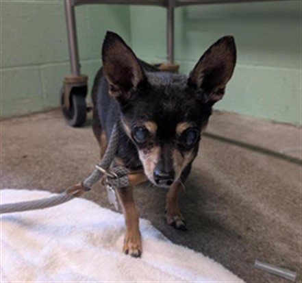 Shelter Stray Male Dog last seen GREENHAVEN DR & SECRET RIVER DR, 2127 Front St, Sacramento, CA 95818, USA