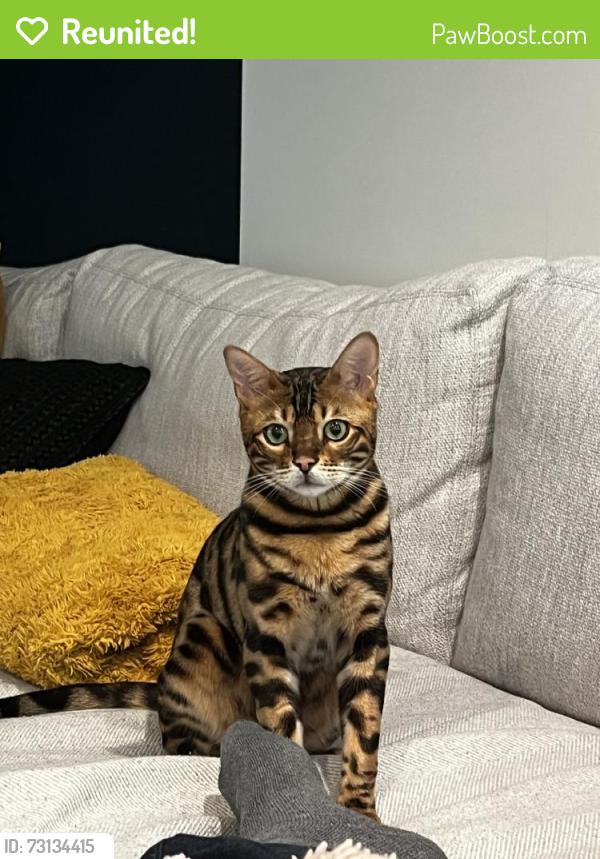 Reunited Male Cat last seen Near Roseland Ave, Essex Fells, NJ 07021, USA, Essex Fells, NJ 07021