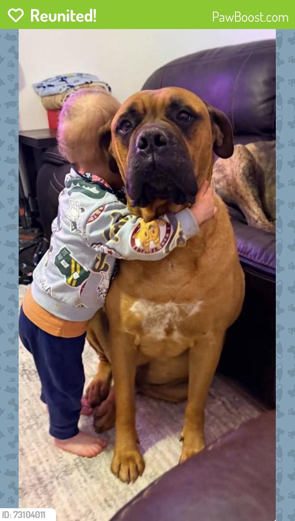 Reunited Male Dog last seen Wadsworth & Kingsway, Canutillo, TX 79835