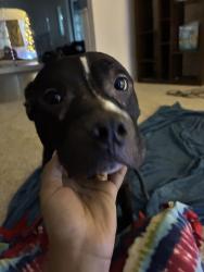 Lost Male Dog last seen 86th and Union ave, Chicago, IL 60620