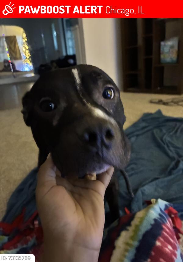 Lost Male Dog last seen 86th and Union ave, Chicago, IL 60620