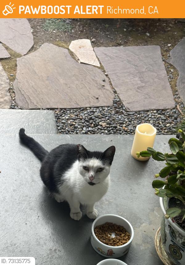 Found/Stray Unknown Cat last seen Between Solano and Yale, Richmond, CA 94805
