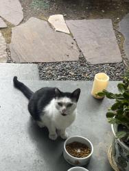 Found/Stray Unknown Cat last seen Between Solano and Yale, Richmond, CA 94805