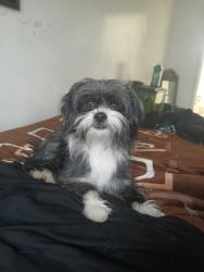 Found/Stray Male Dog last seen orange show by target, San Bernardino, CA 92408