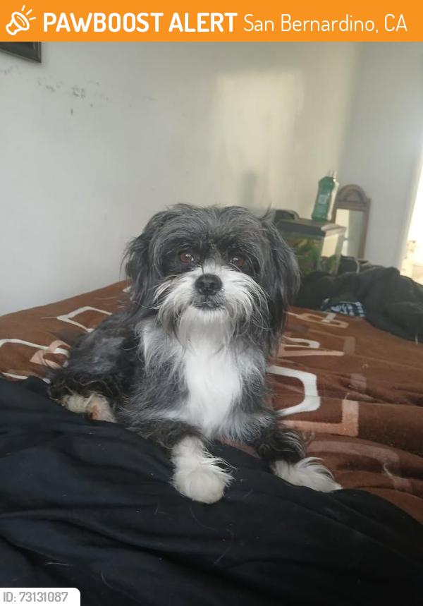 Found/Stray Male Dog last seen orange show by target, San Bernardino, CA 92408