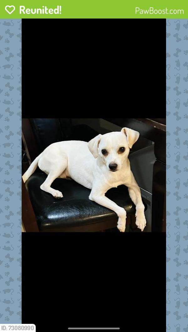 Reunited Male Dog last seen Near W César E Chávez Blvd, San Antonio, TX 78207, USA, San Antonio, TX 78207