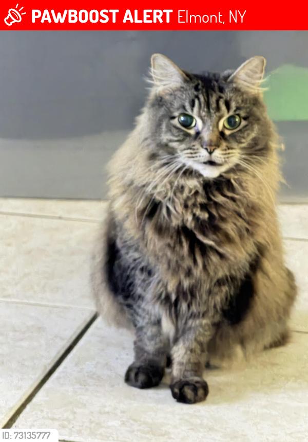 Lost Female Cat last seen Near biltmore, Elmont, NY 11003