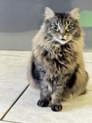 Lost Female Cat last seen Near biltmore, Elmont, NY 11003