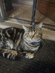 Lost Male Cat last seen Edna and Fir st, Pico Rivera, CA 90660