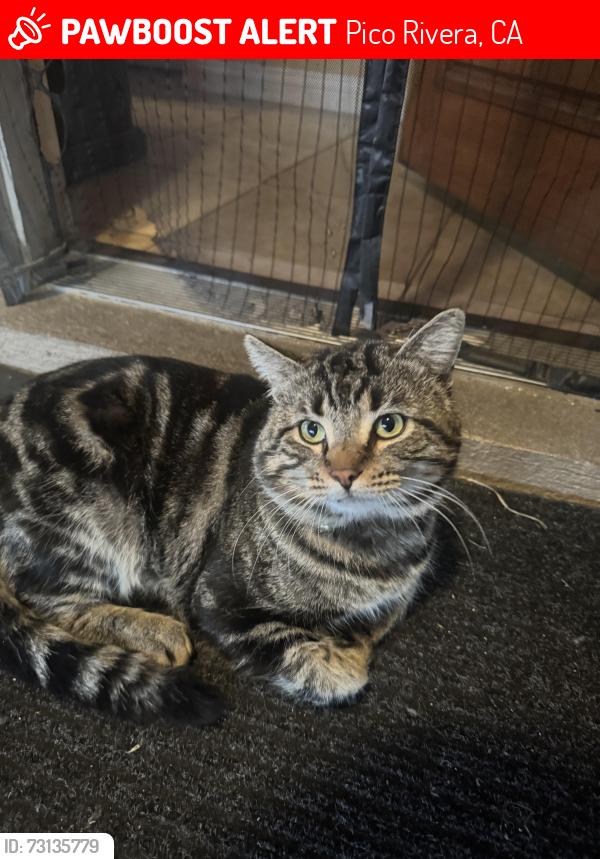 Lost Male Cat last seen Edna and Fir st, Pico Rivera, CA 90660