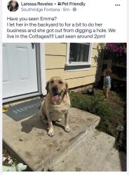 Reunited Female Dog last seen Cherry and Jurupa, Fontana, CA 92337