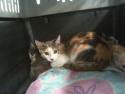 Shelter Stray Female Cat last seen CHARLOTTE, 8315 Byrum Dr, Charlotte, NC 28217, USA