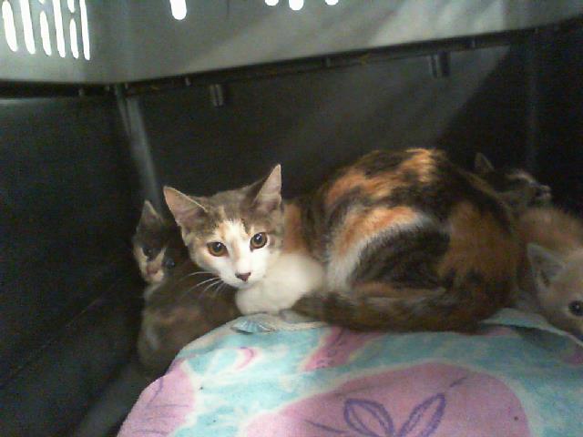 Shelter Stray Female Cat last seen CHARLOTTE, 8315 Byrum Dr, Charlotte, NC 28217, USA