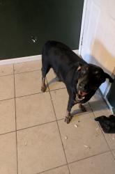 Reunited Male Dog last seen E 27th Street, Tucson, AZ 85710