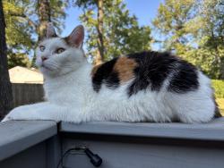 Lost Female Cat last seen Roland Ave, Louisville, KY 40222