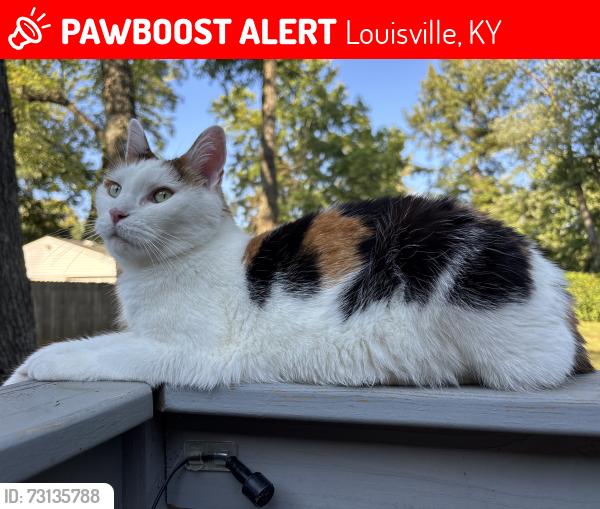 Lost Female Cat last seen Roland Ave, Louisville, KY 40222