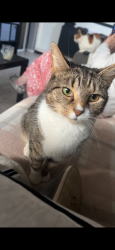 Lost Female Cat last seen Brays road, West Midlands, England 